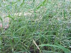 畫(huà)眉草供應(yīng) 濰坊優(yōu)質(zhì)的畫(huà)眉草·廠家直銷(xiāo)圖片|畫(huà)眉草供應(yīng) 濰坊優(yōu)質(zhì)的畫(huà)眉草·廠家直銷(xiāo)產(chǎn)品圖片由青州市玉軍水生花卉植物園公司生產(chǎn)提供-