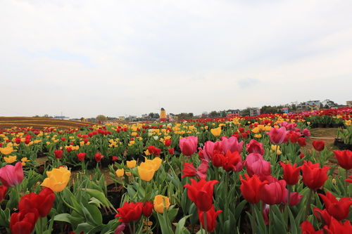 五彩花博園精雕細(xì)琢 確保游客玩的開(kāi)心
