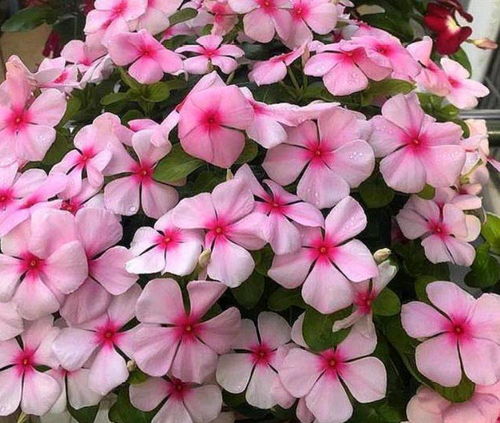 6月二十三日開始,家養此款花卉,空氣清新上檔次,旺財旺運 花朵