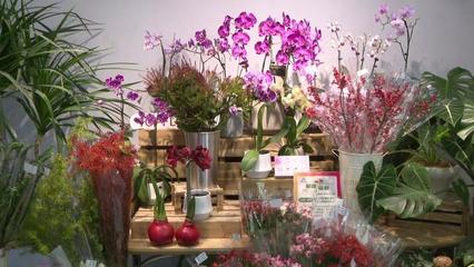 第二屆秋季進口球根花卉展在復興公園舉辦,進博同款潮流花卉爭相斗艷